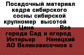 Посадочный материал кедра сибирского (сосны сибирской) крупномер, высотой 3-3.5  › Цена ­ 19 800 - Все города Сад и огород » Интерьер   . Ненецкий АО,Великовисочное с.